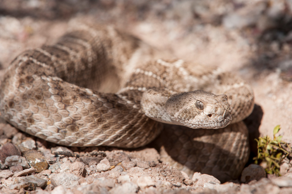 Western Diamondback Rattlesnake, Tucson, Arizona
