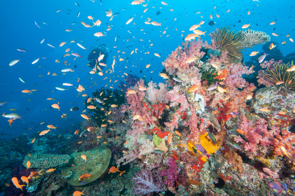 Rainbow Reef & Diver, Somosomo Strait, Fiji