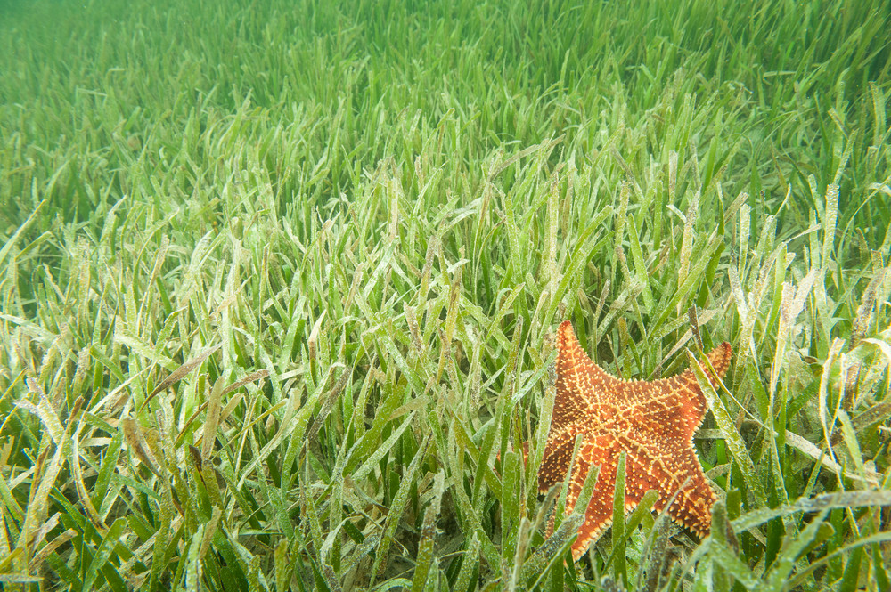 Sea Grass & Red Cushion Sea Star, Gardens of the Queen, Cuba