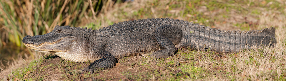 American Alligator Pano, Damon, Texas