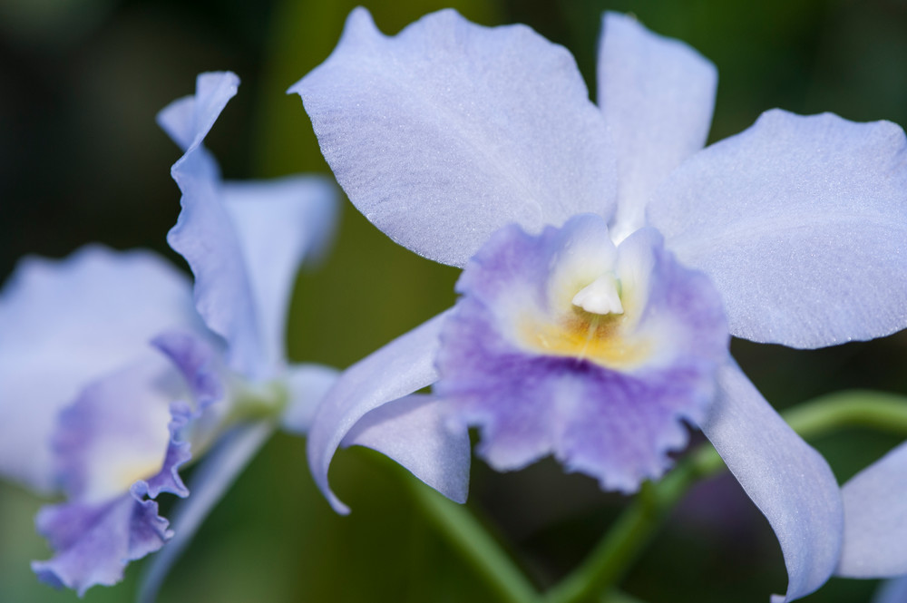 Orchids, Garden of the Sleeping Giant, Nadi, Fiji