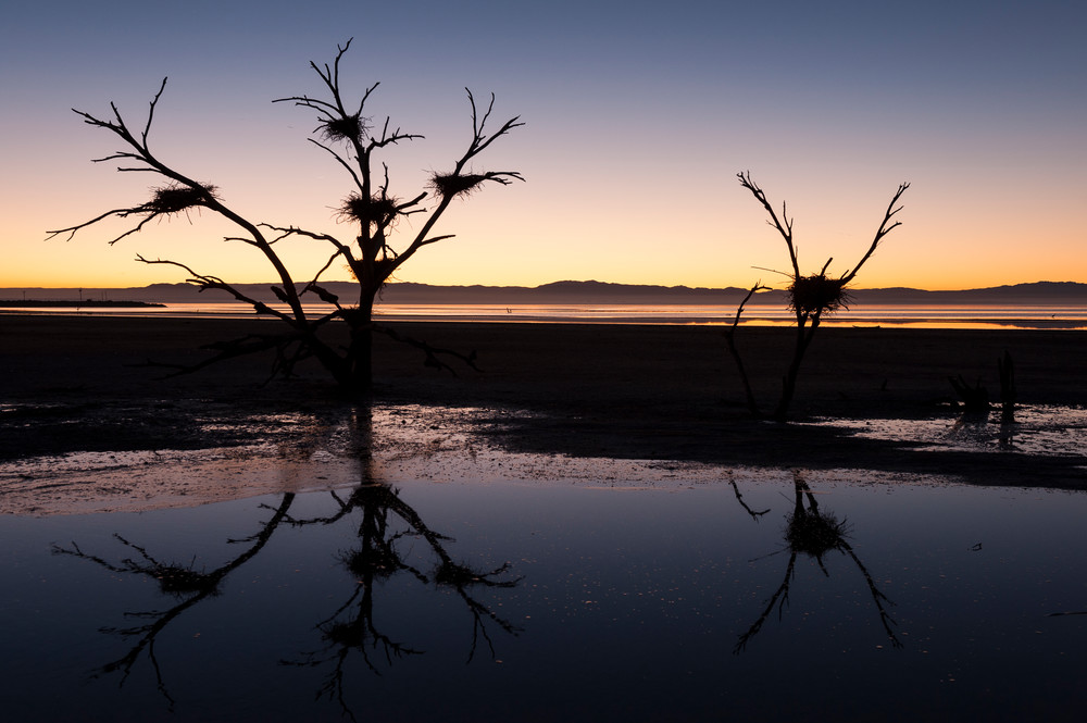 Bird Nests Sunset Silhouette, Salton Sea, California