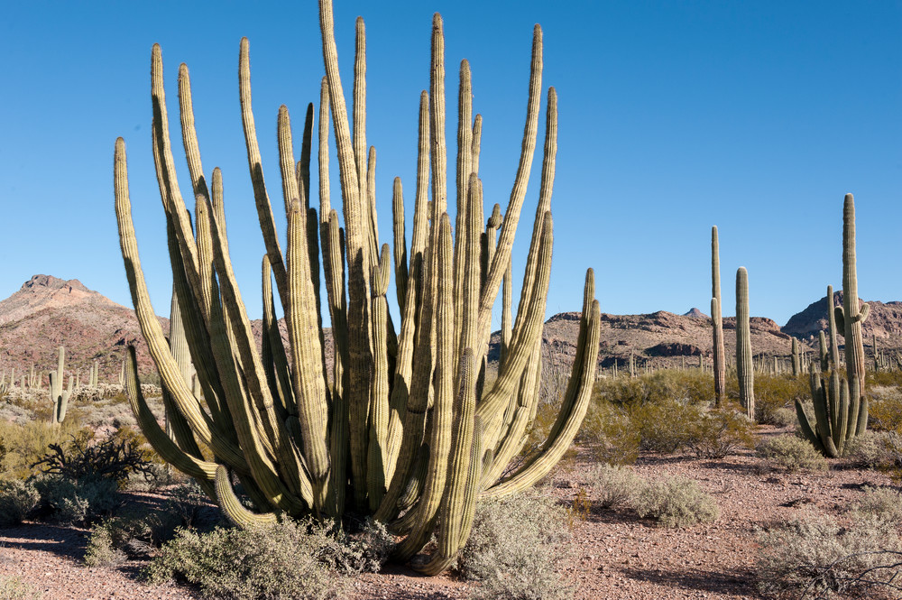 Organ Pipe Cactus, Organ Pipe Cactus National Monument, Ajo, Arizona
