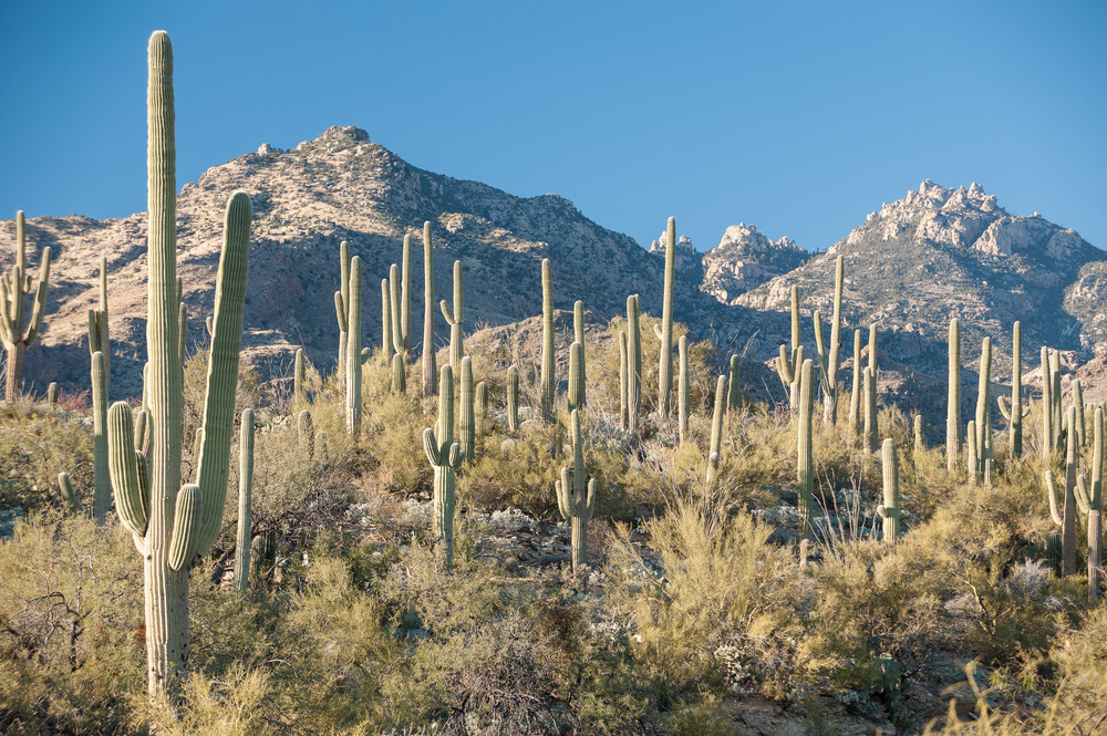 Saguaro Cactus, Sabino Canyon, Tucson, Arizona