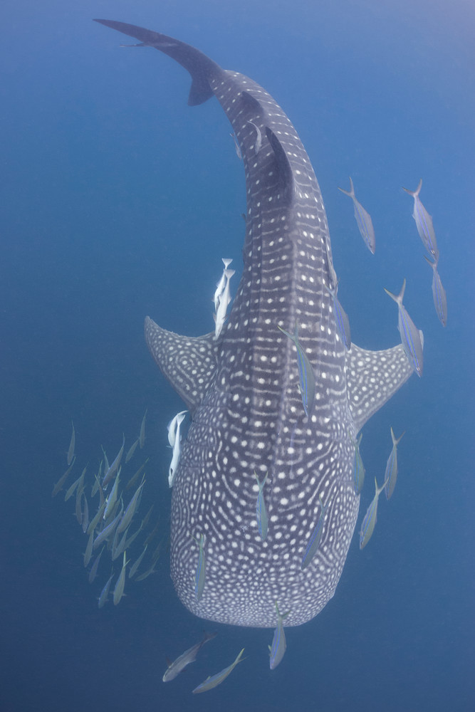 Whale Shark & Escort Fish, Triton Bay, Indonesia