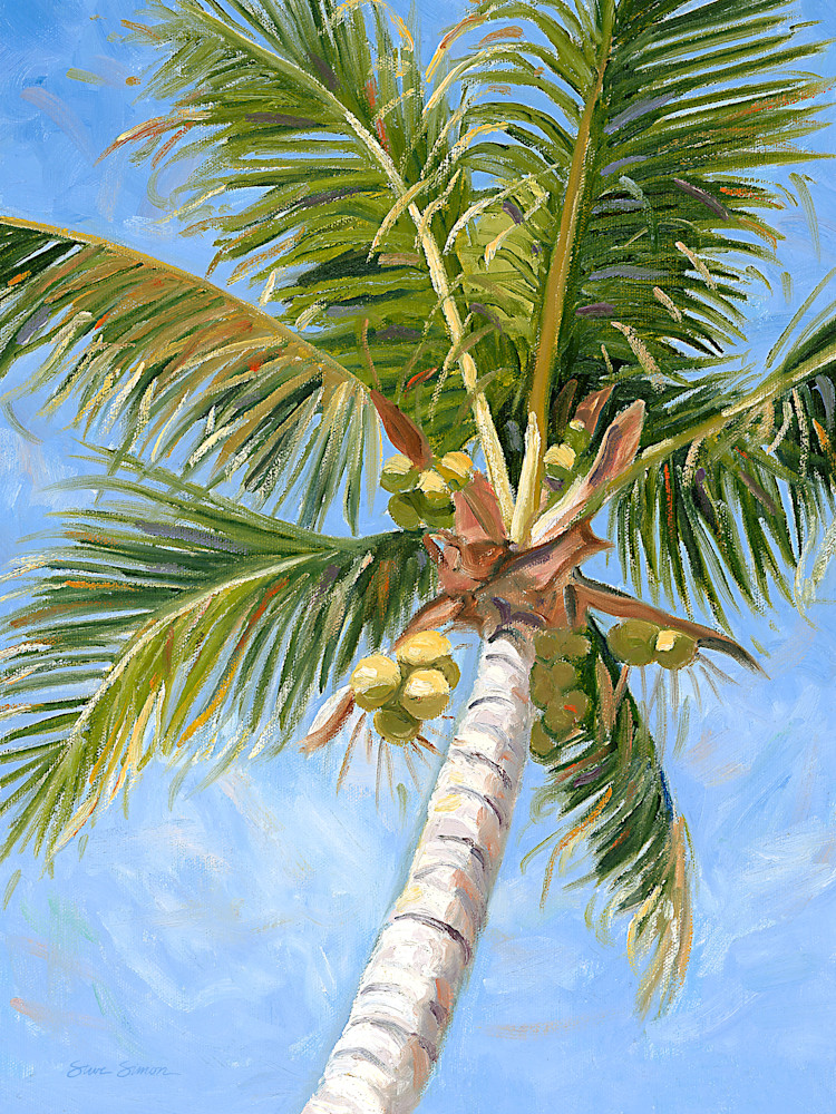 Coconut Palm Coconut Palm