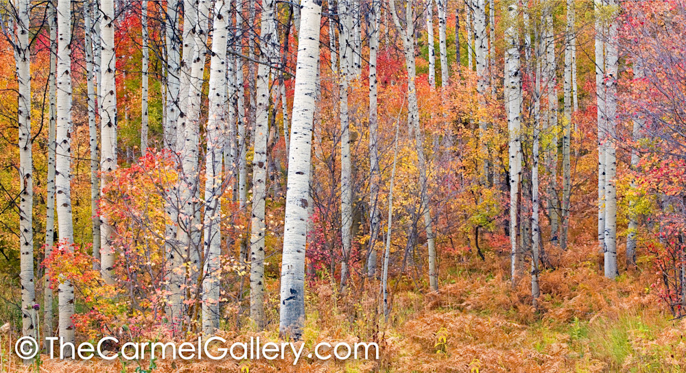 Autumn Forest, Utah