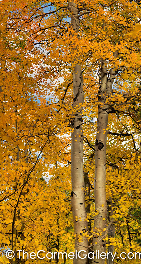 Golden Aspens