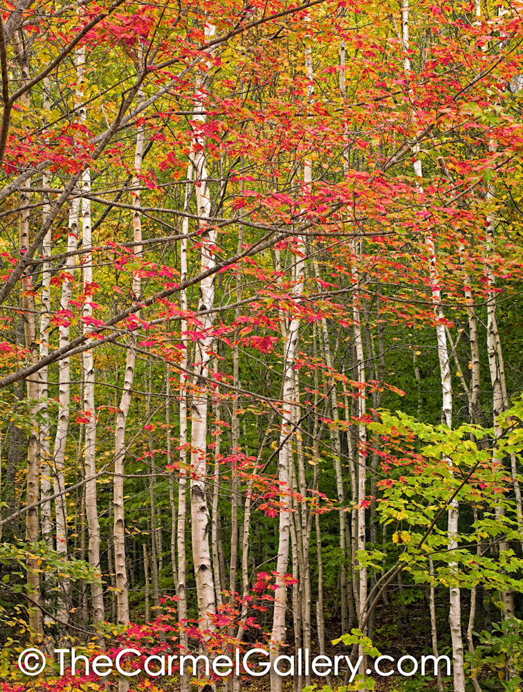 Red Maple & Birch Forest