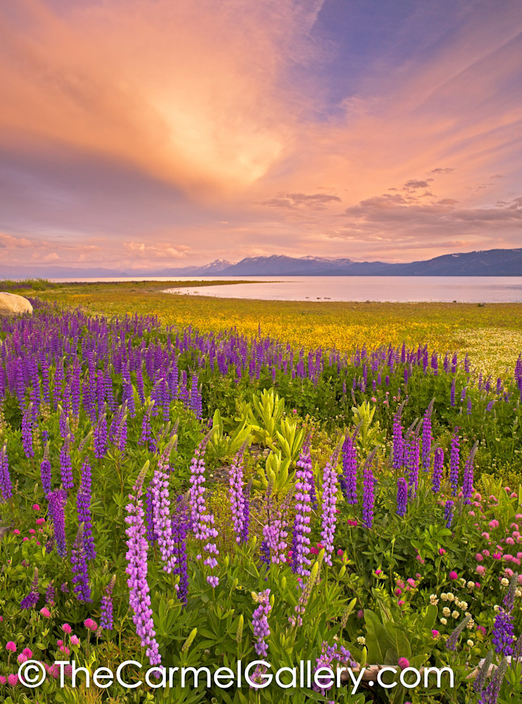 Wildflower Sunset, Lake Tahoe