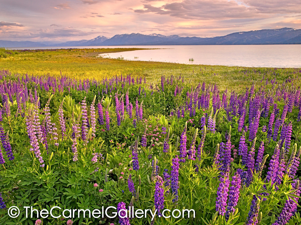 Lupine Field at Sunset