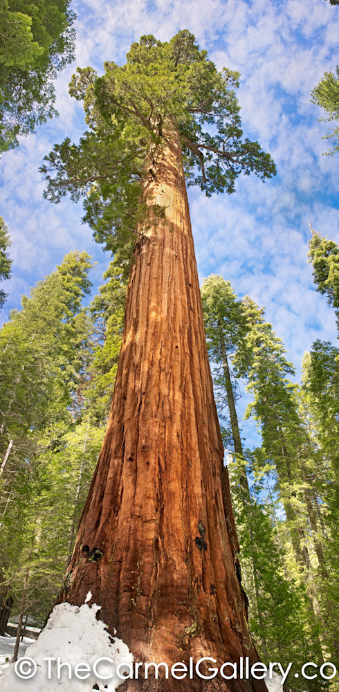 Sunlit Sequoia