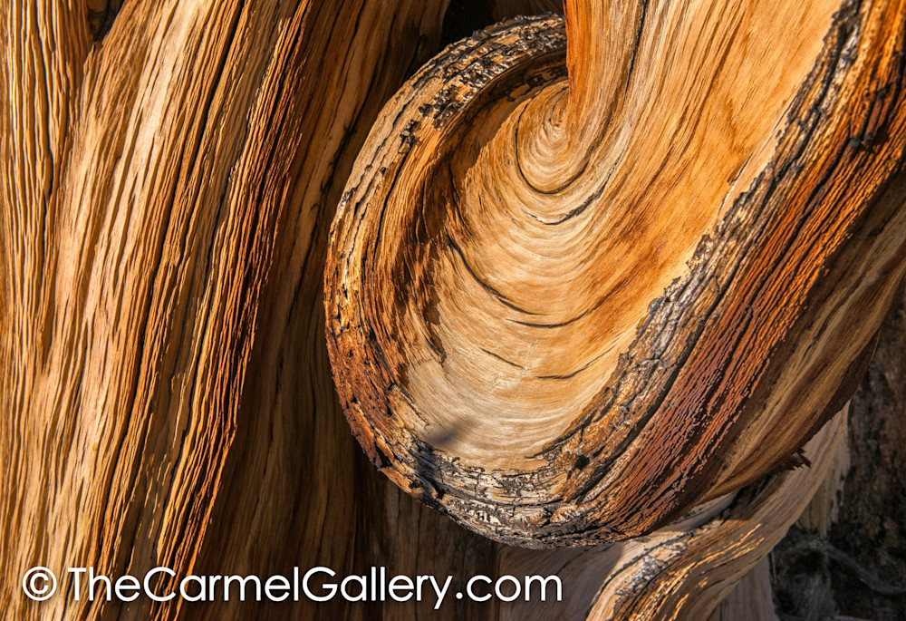Swirl of Time, Bristlecone Pine