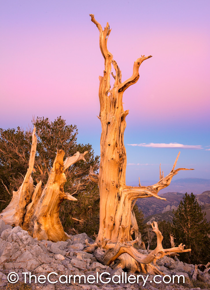 Bristlecone Sunset