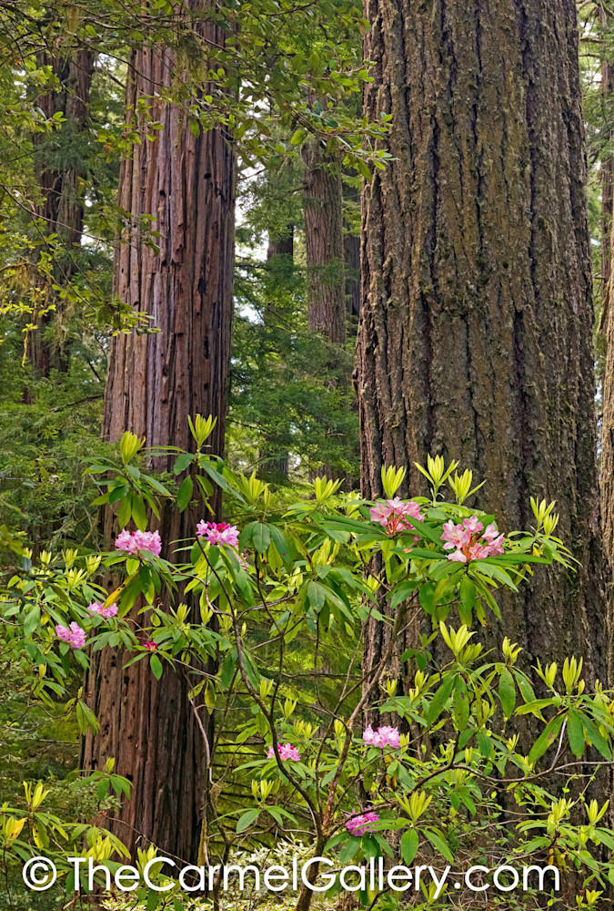 Redwood & Rhododendron V