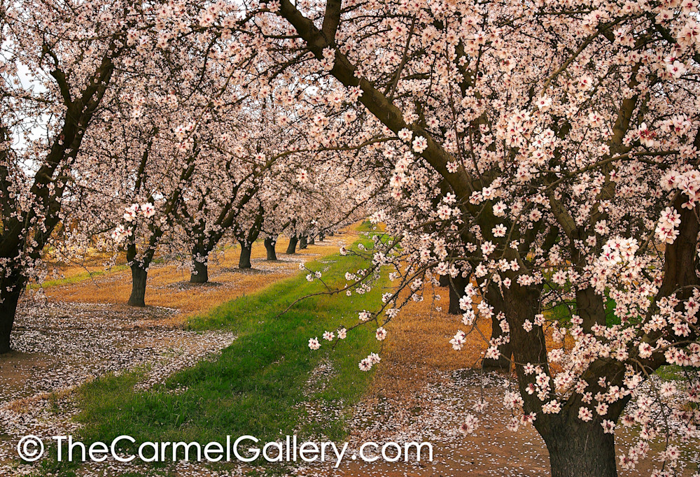 Almond Blossoms