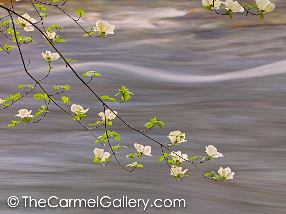 Spring Dogwood & Merced River