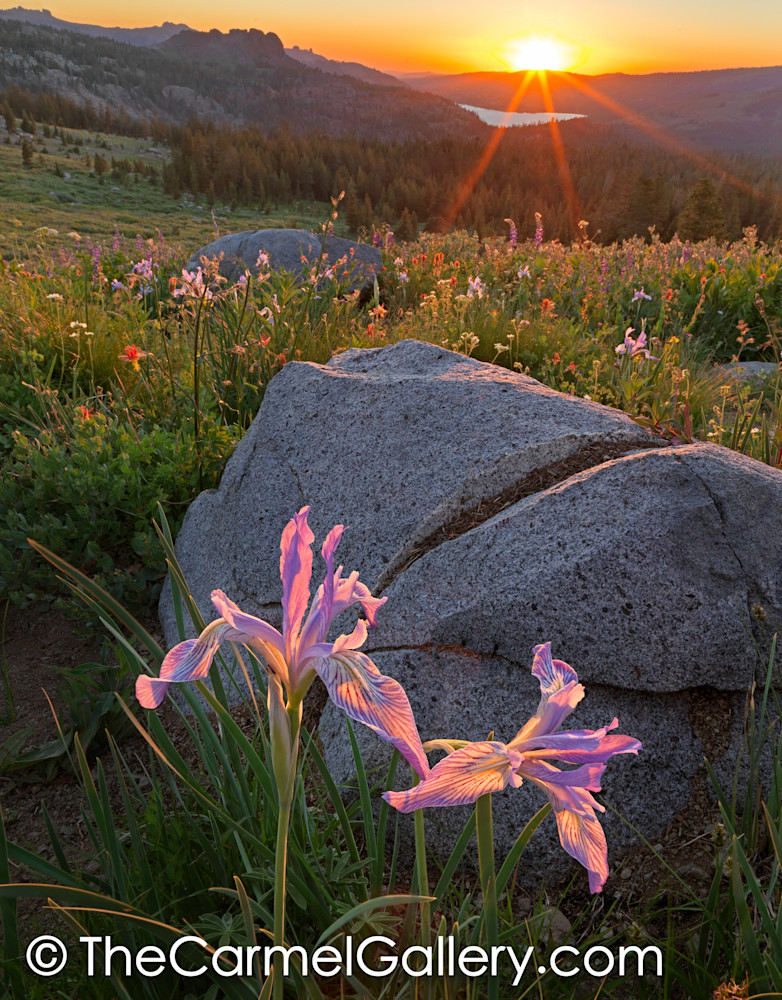 Wild Iris at Sunset