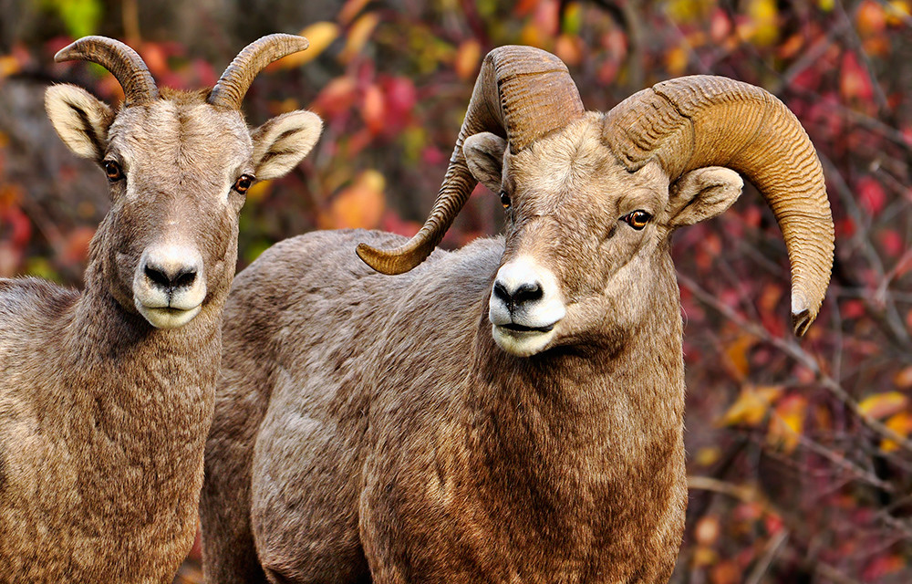 Big Horn Couple Art | Fine Art New Mexico
