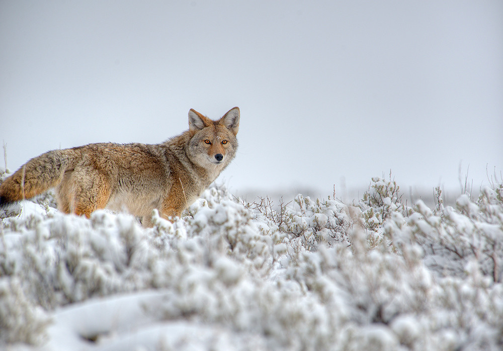 Coyote In Winter Art | Fine Art New Mexico
