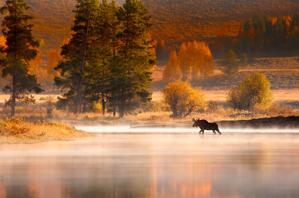 Autumn Moose Art | Fine Art New Mexico