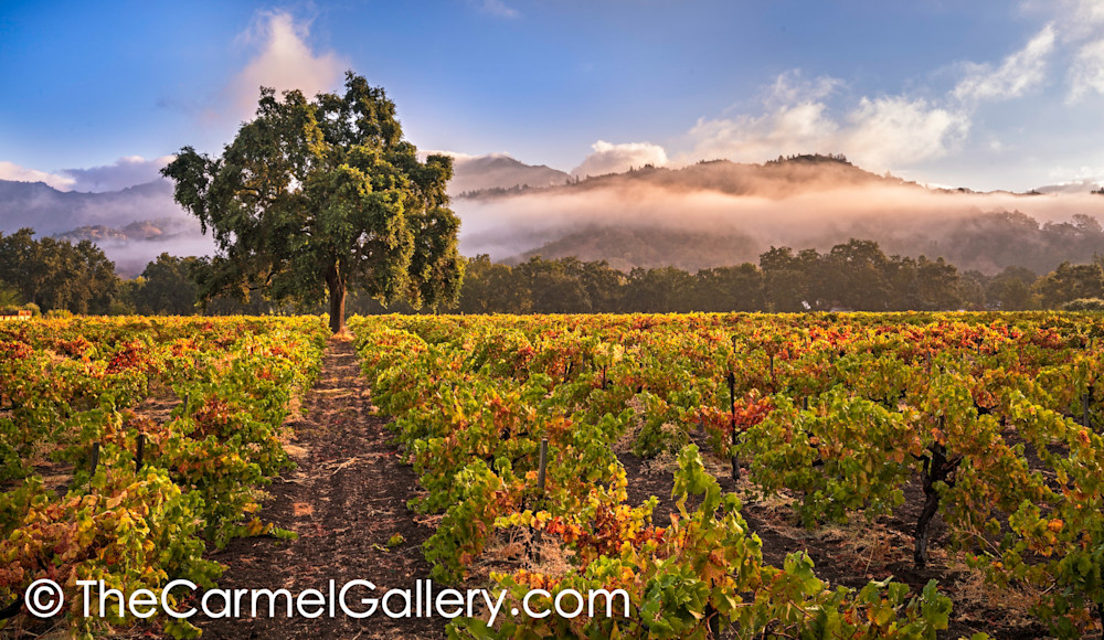 Summer Morning, Calistoga