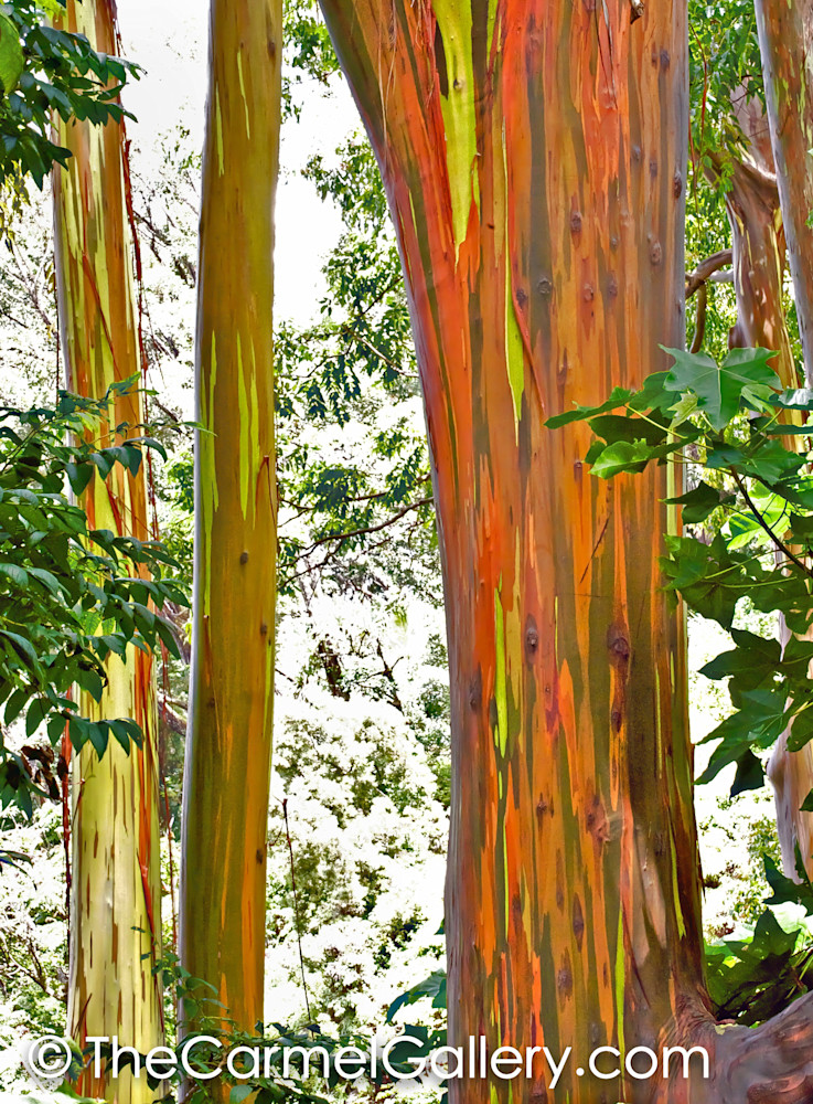 Rainbow Eucalyptus, Maui