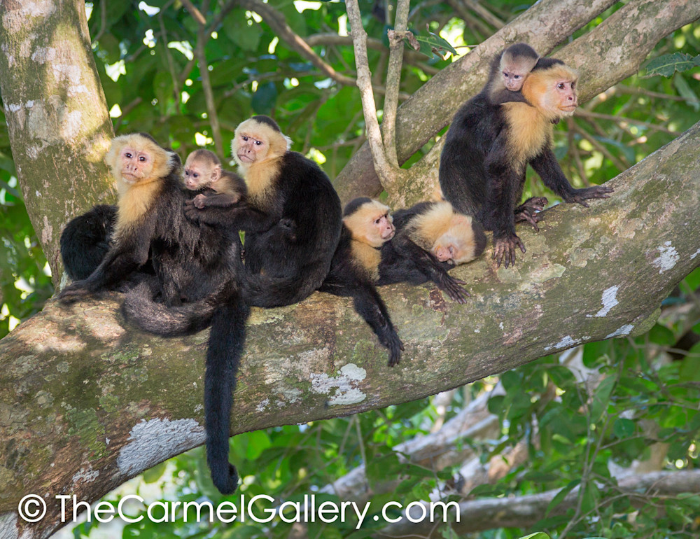 Rain Forest Monkey Family