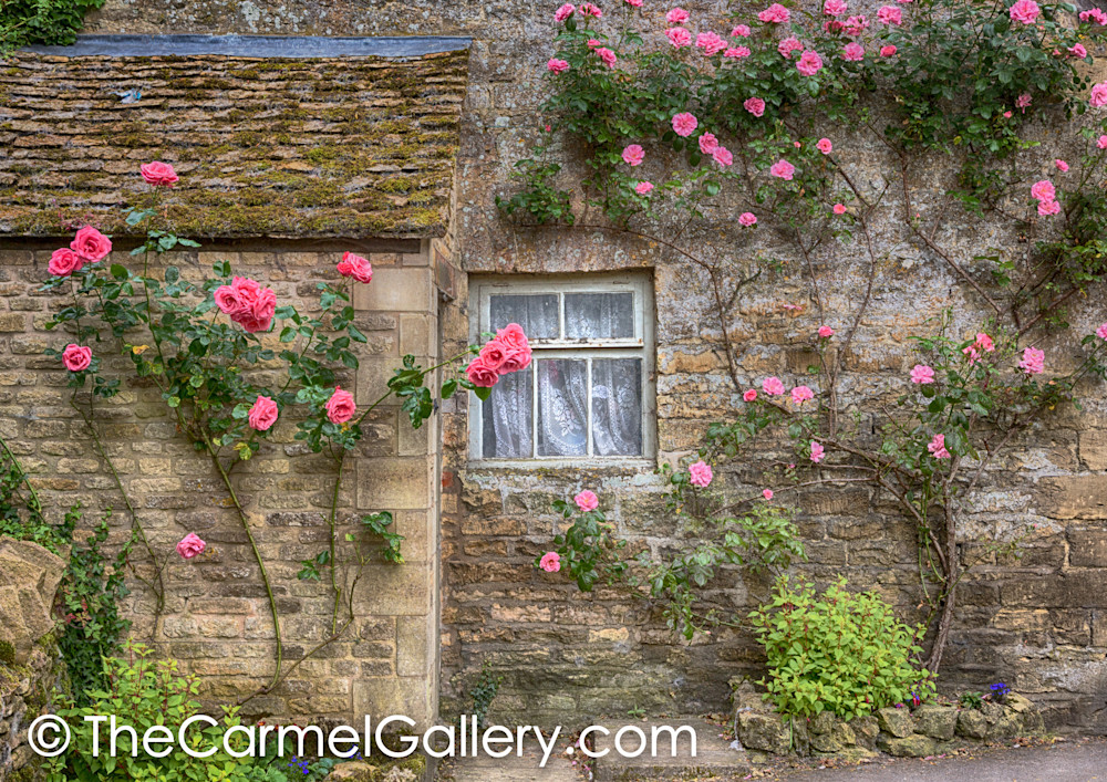 Cotswold Rose