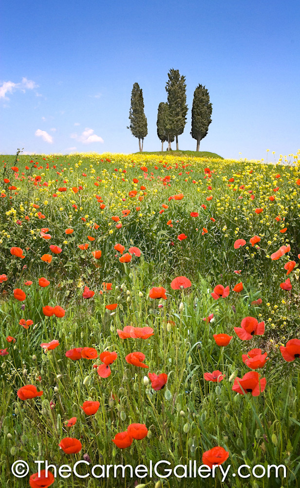 Red Poppies Tuscany