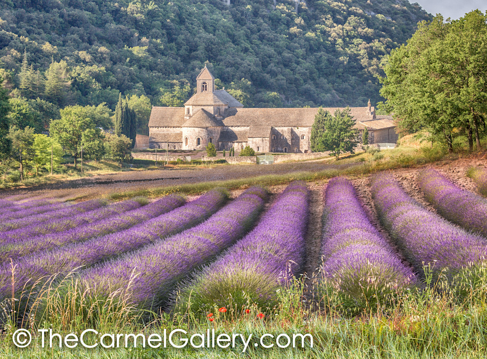 Daybreak Abbey de Senanque