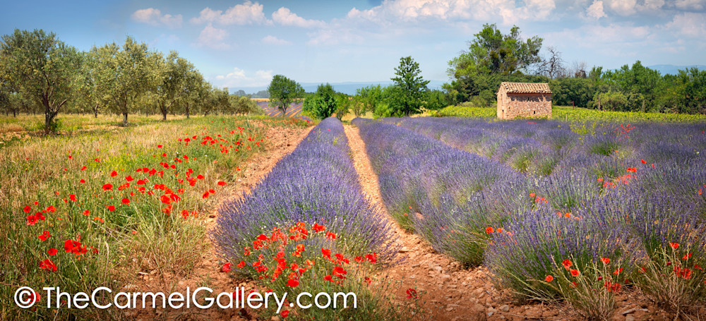 Flowered Fields Provence