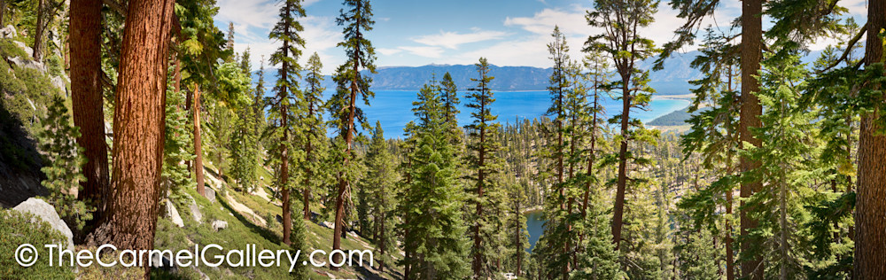 Tahoe Forest Panorama