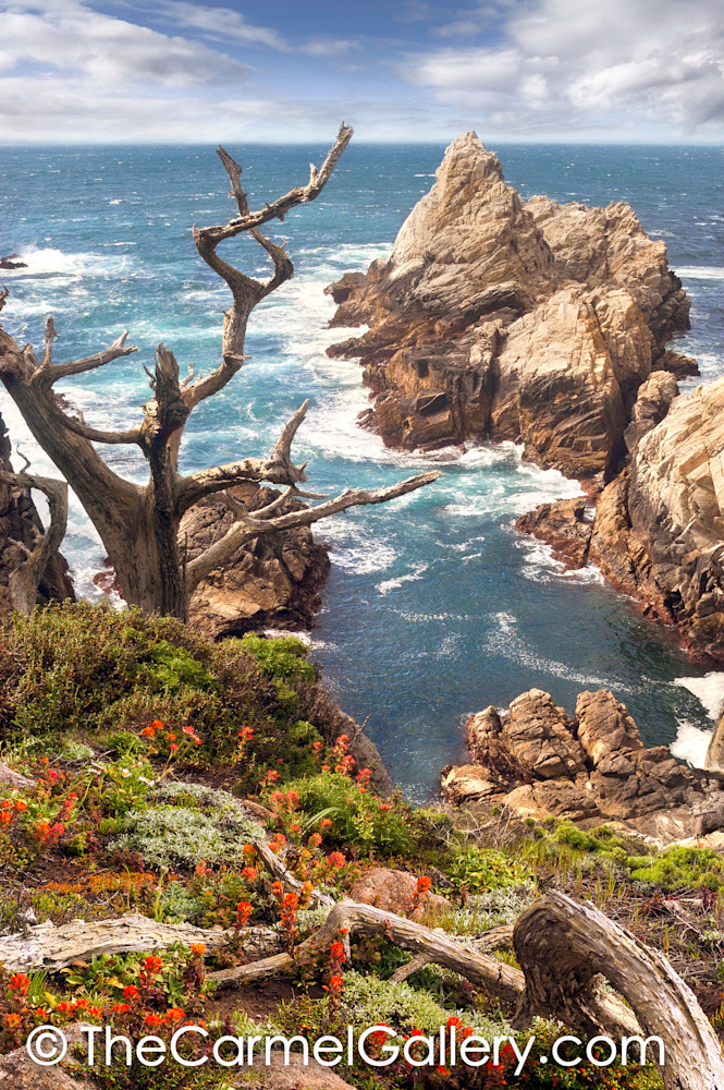 Point Lobos Paintbrush