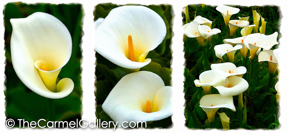 Wild Lillies