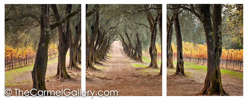 The Olive Grove Path ALL