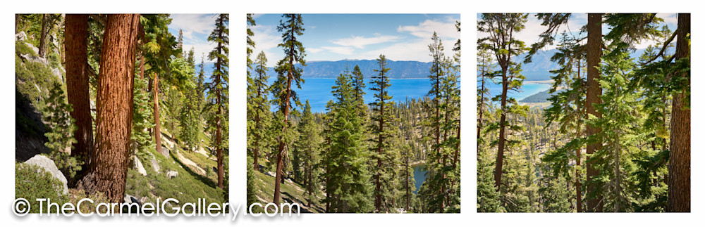 Tahoe Forest Panorama ALL
