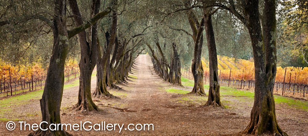 The Olive Grove Path