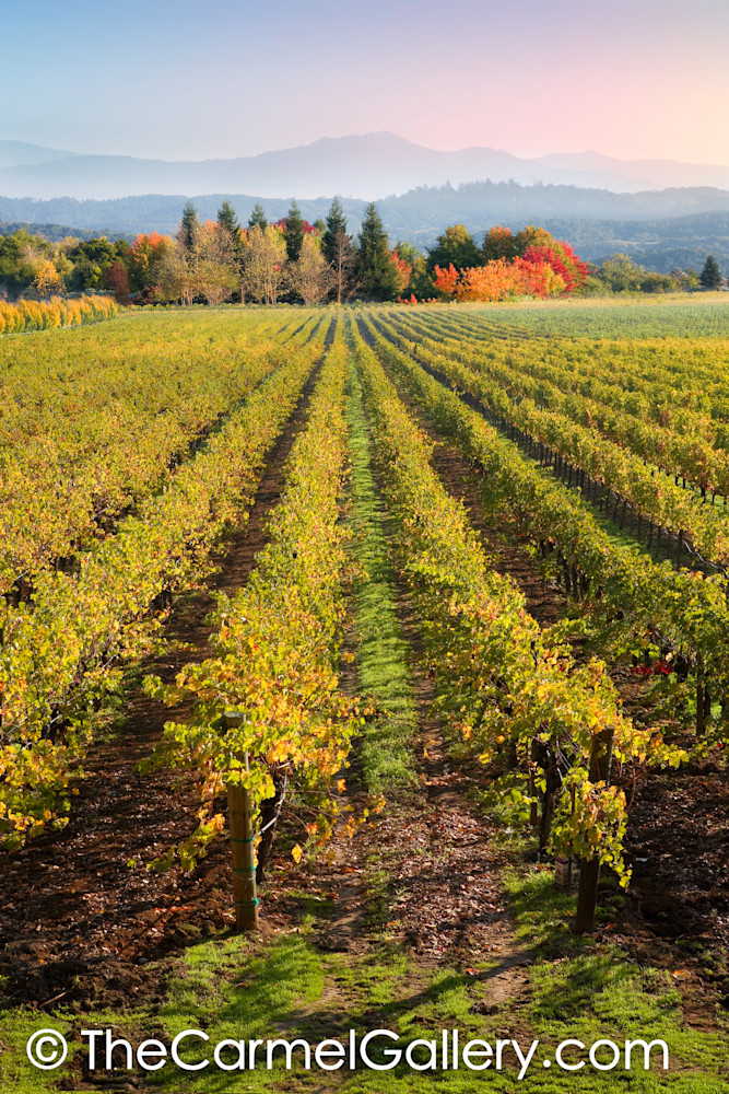 Wine Country Autumn