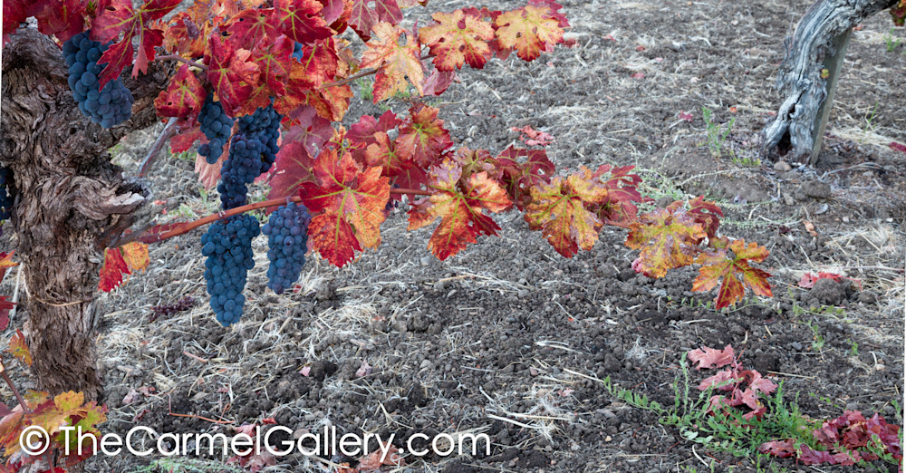 Turning to Fall Wine Country
