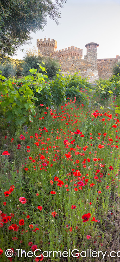 Red Poppies Castello di Amorosa