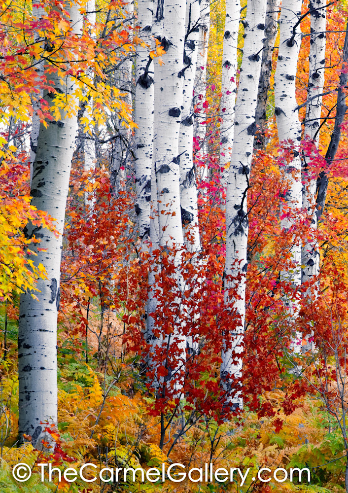 Mountain Aspen