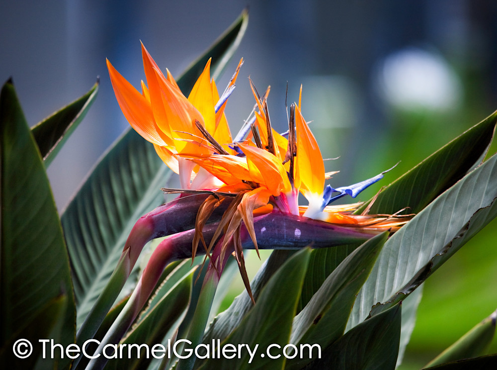 Bird of Paradise I