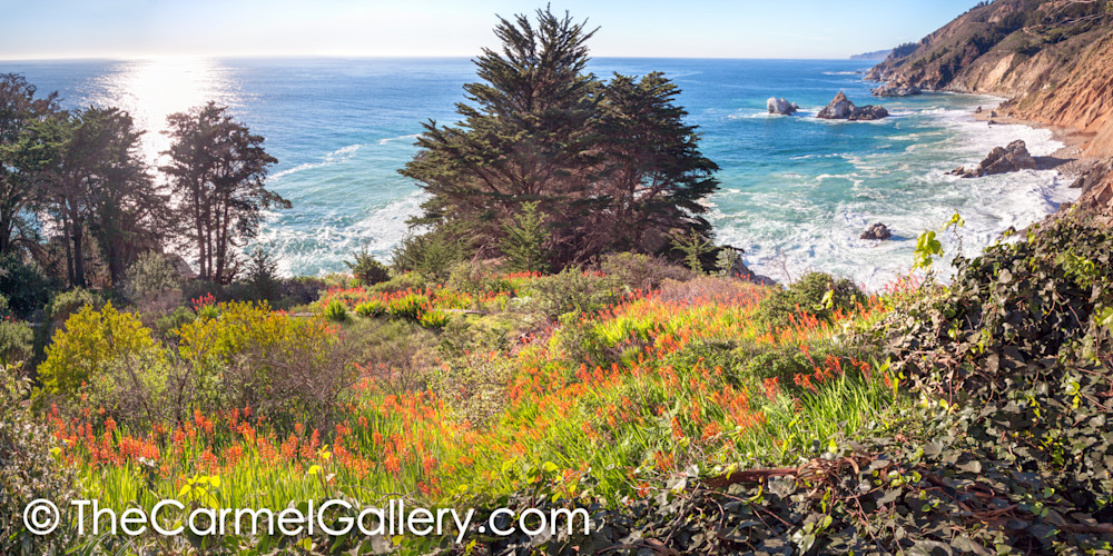 Wild Bloom California Coast