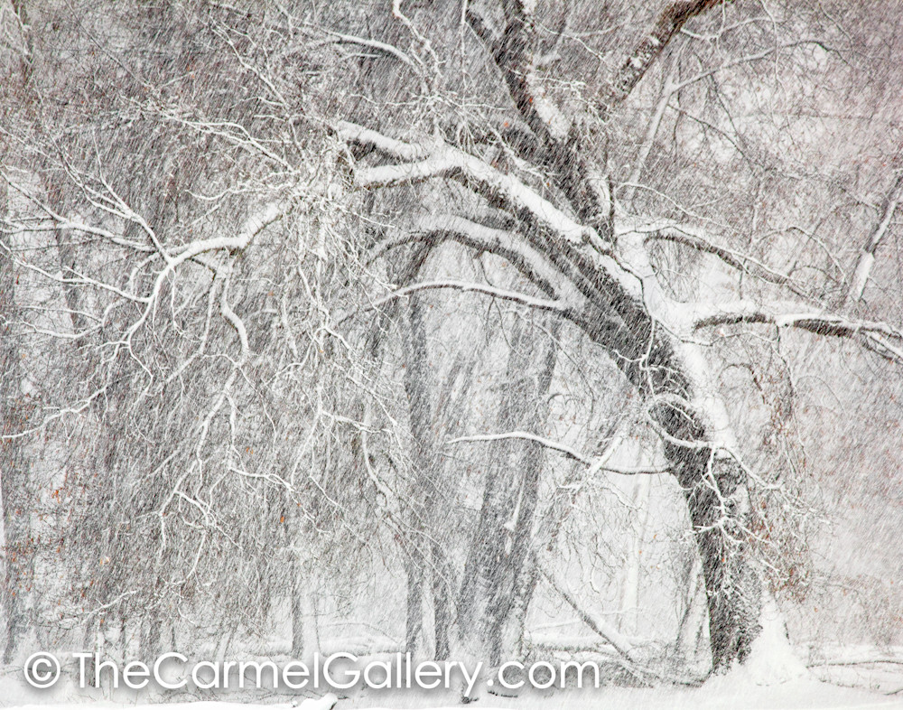 Oak and Winter Storm