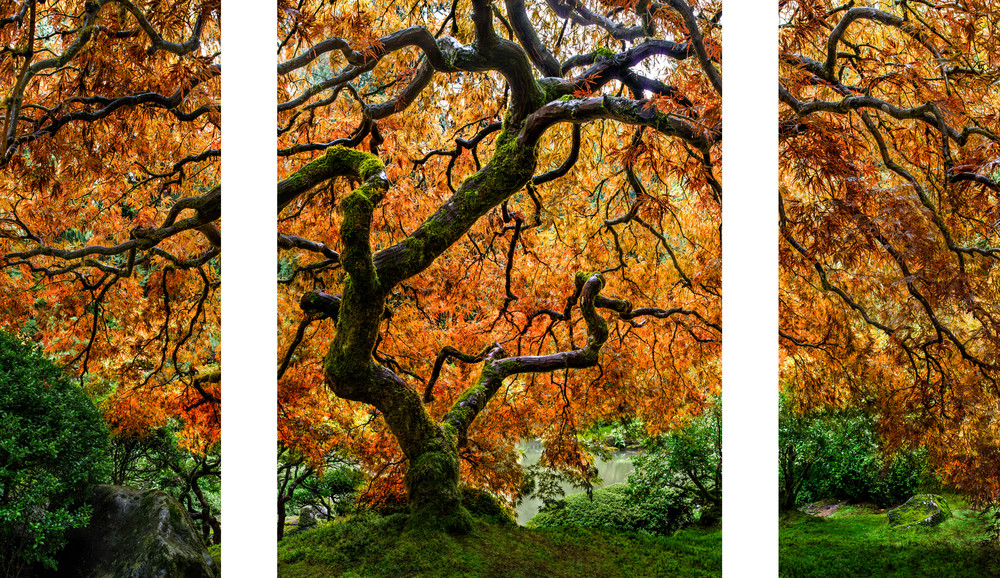 Tree of Zen captured at the Portland Japanese Garden