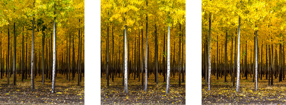 Golden Glory captured in eastern Oregon Golden Glory captured in eastern Oregon