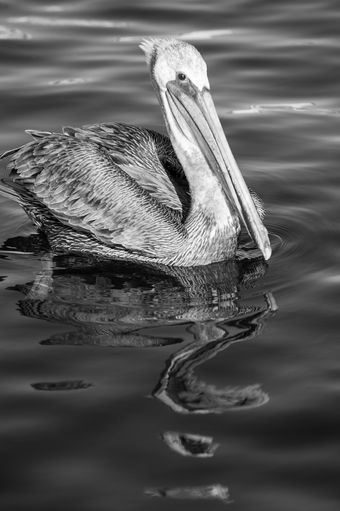 Brown Pelican Reflection BW, San Pedro, California