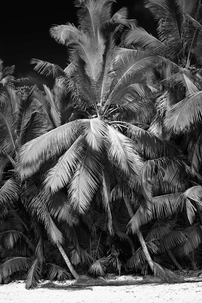 Gibney Beach Palm Photography Art | DE LA Gallery