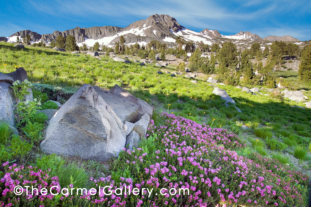 Carson Pass Wildflowers Art | The Carmel Gallery